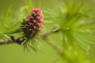 Larix flower