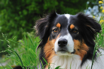 Australian Shepherd