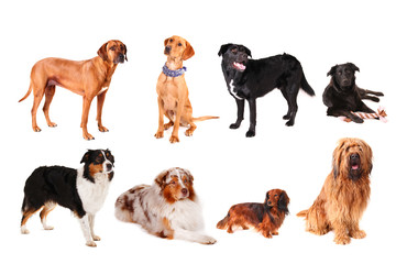 Gruppenbild Hunde