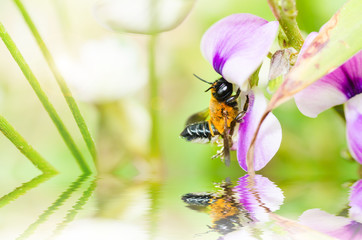 leaf-cutting bee in macro green nature