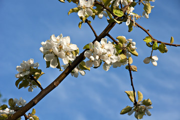 Flowering apple tree.