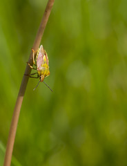 bug macro