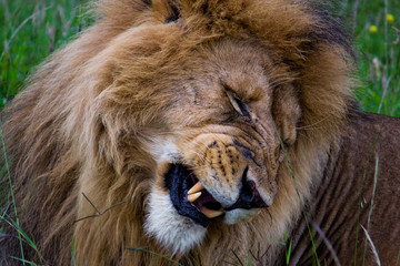 Lion in the Kenya