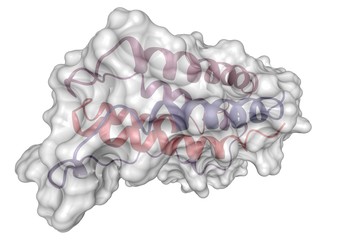 interferon beta molecule