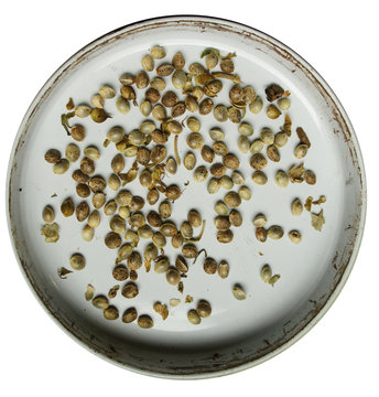 Graines de canabis