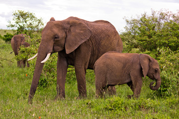 Naklejka na ściany i meble Dwa słonie w Kenii