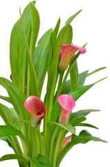 Obraz premium Close up flower pink Zantedeschia