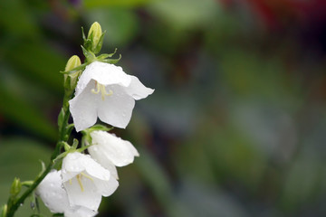 White Campanula