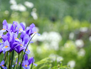 blue color iris flower