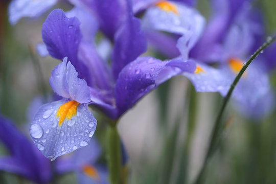 Blue colored iris flower