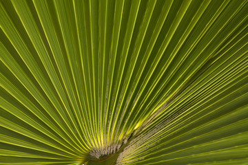 Fototapeta premium Leaf of palm