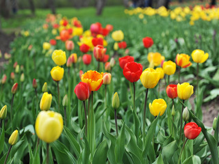 red and yellow tulips