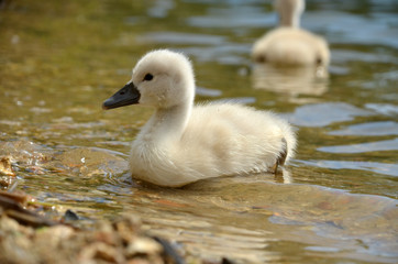 cygne