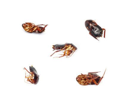 five cockroach