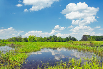 Meadow with the swamp near Narew river, Poland