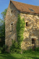 main de lierre sur maison en pierre