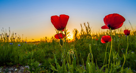 Fototapeta premium Wild Poppies And Sunrise