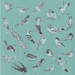 Hand drawn Birds - for design and scrapbook - in vector