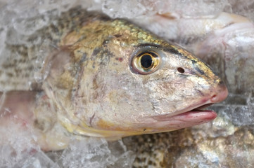 fish head
