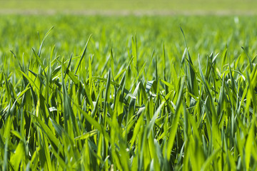 The green blade of grass in the spring close up
