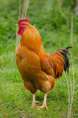 Haushuhn, Domestic fowl