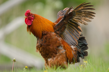 Haushuhn, Domestic fowl