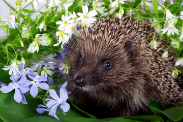 Hedgehog with wild flowers