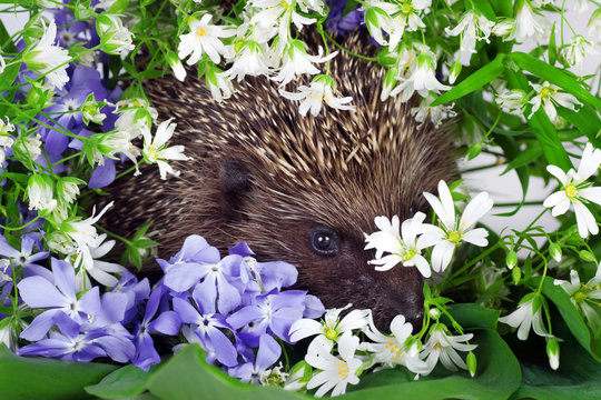 Hedgehog With Wild Flowers