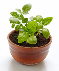 basil plant