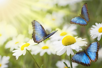 Obrazy na Szkle  kwiecista łąka z niebieskimi motylami