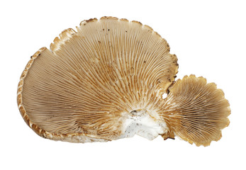 old oyster mushroom