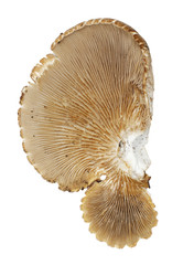 old oyster mushroom