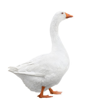 White goose