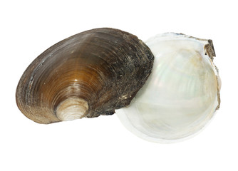 River Shell