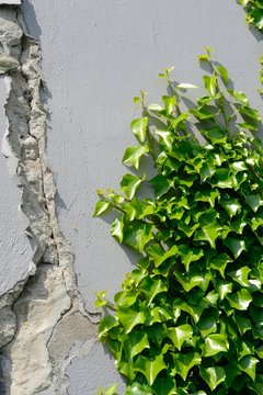 Hedera helix und Bauschaden