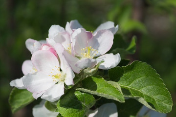 Obraz premium Цветы яблони