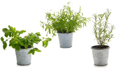 Basilikum Rosmarin Estragon freigestellt