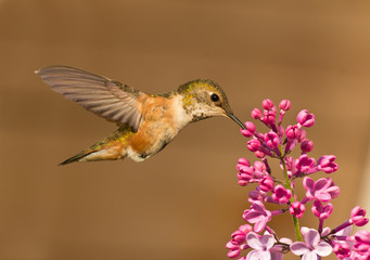Hummingbird drinking nectar from flower