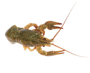 crawfish on white background