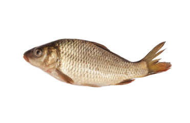 big carp isolated on white background