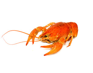 A large cooked red lobster over white