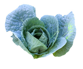 Obraz premium cabbage head growing on the vegetable bed