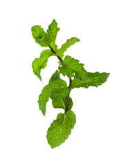 mint on a white background