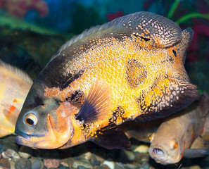 Spotty greater triggerfish floats in an aquarium