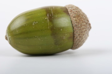 acorn