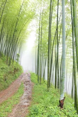 Schilderijen op glas quiet road road in the bamboo forest in the mountains © freebreath
