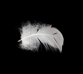 Obraz premium White feather isolated on white background