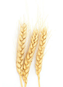 Spike of wheat isolated