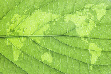 世界地図と葉っぱ