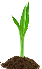 jeune pousse de lucky bamboo